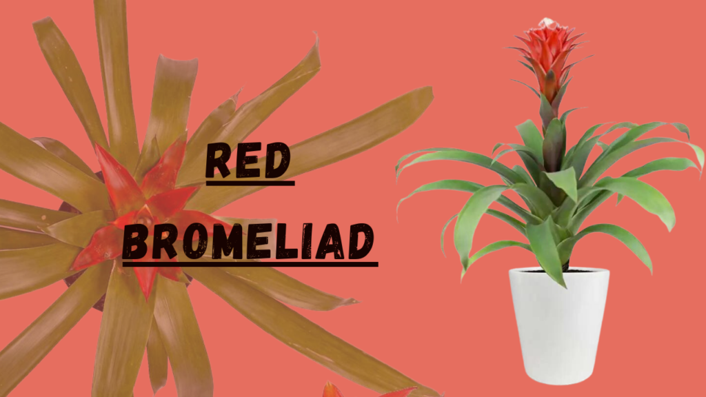 Red Bromeliads