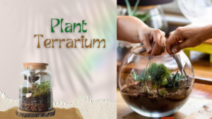 plant Terrarium